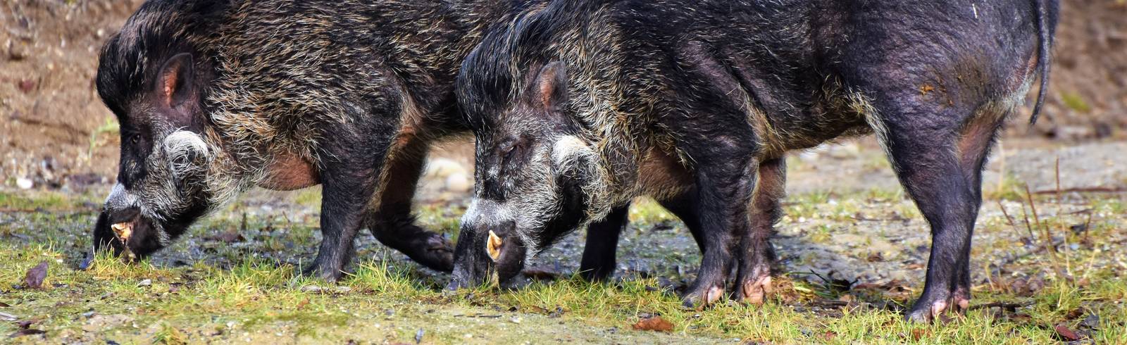 Bereits mehr als 200 Wildschweine erlegt