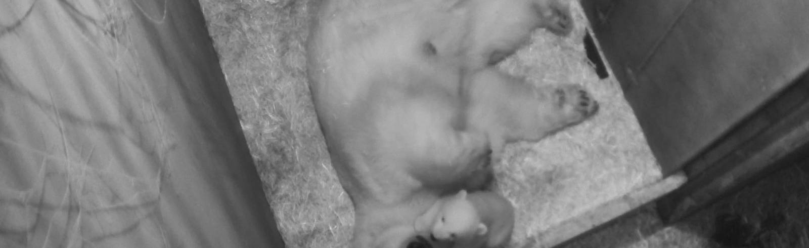 Eisbär-Jungtier mit ersten Gehversuchen