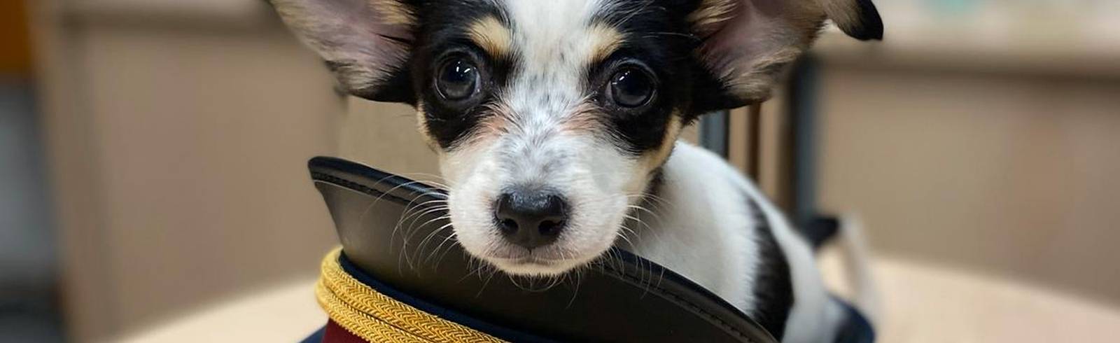 Chihuahua-Welpe in Park in Favoriten gefunden