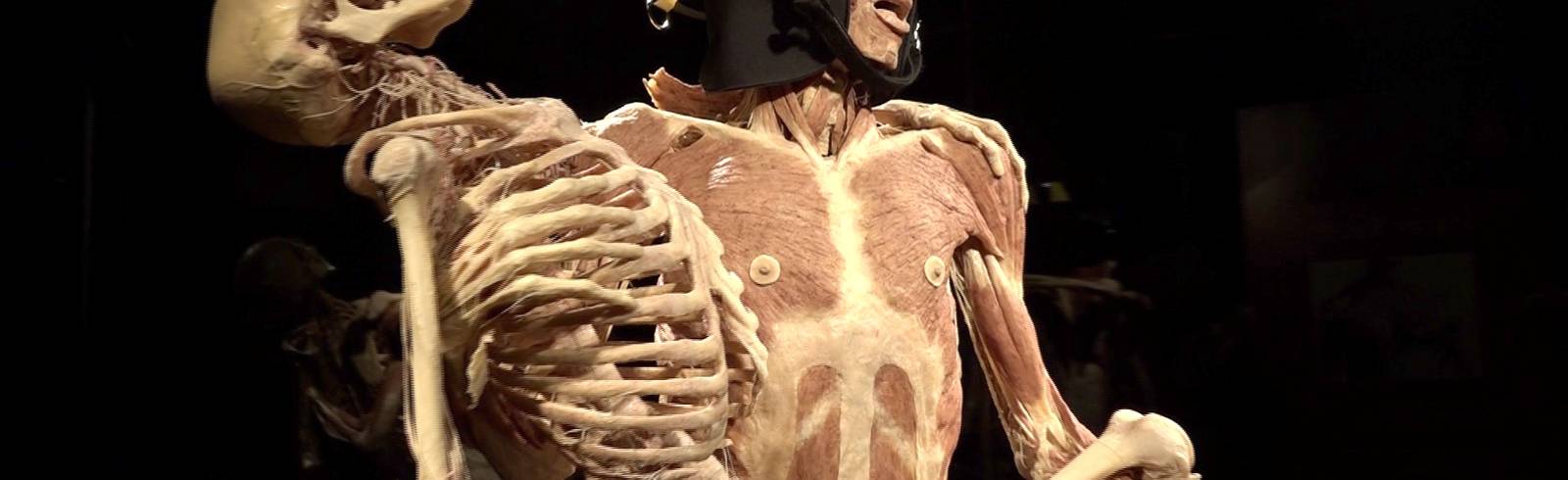 Viel zu lernen bei den Körperwelten