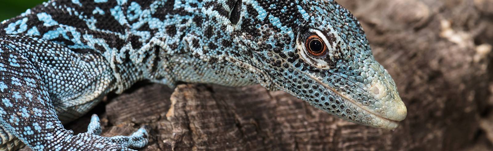 "Blauer Drache" begeistert Schönbrunn