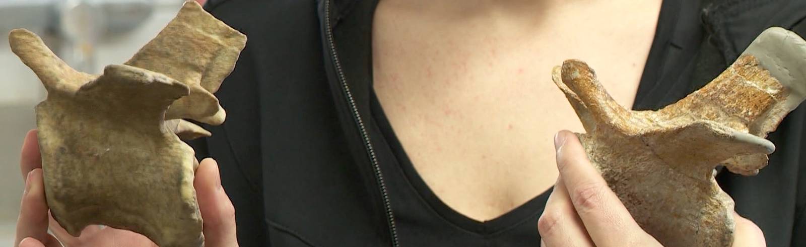 Bezirksflash: Scan für Dino-Skelett