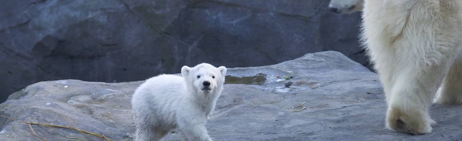 Eisbären-Baby ist ein Weibchen