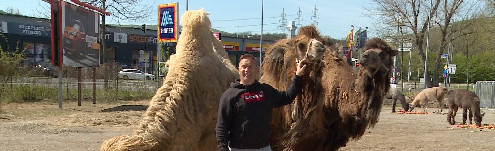 Circus Safari: „Wir wissen nur, dass wir ganz am Schluss drankommen!“