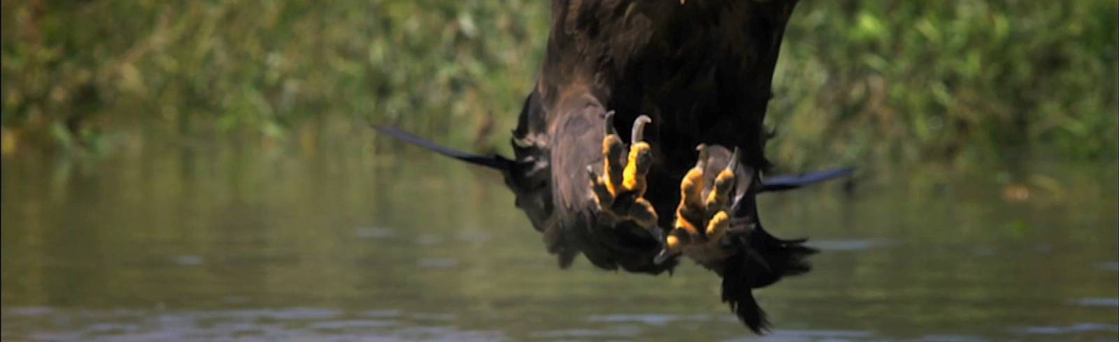 Corona-Chance für Seeadler