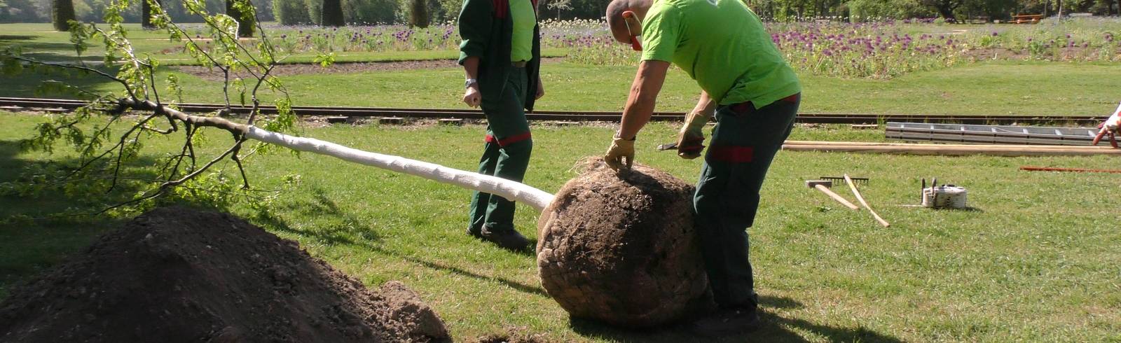 Klimawandel: Stadtbäume gegen Hitzewelle