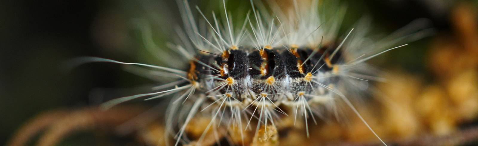 Juckreiz: Eichenprozessionsspinner wieder da