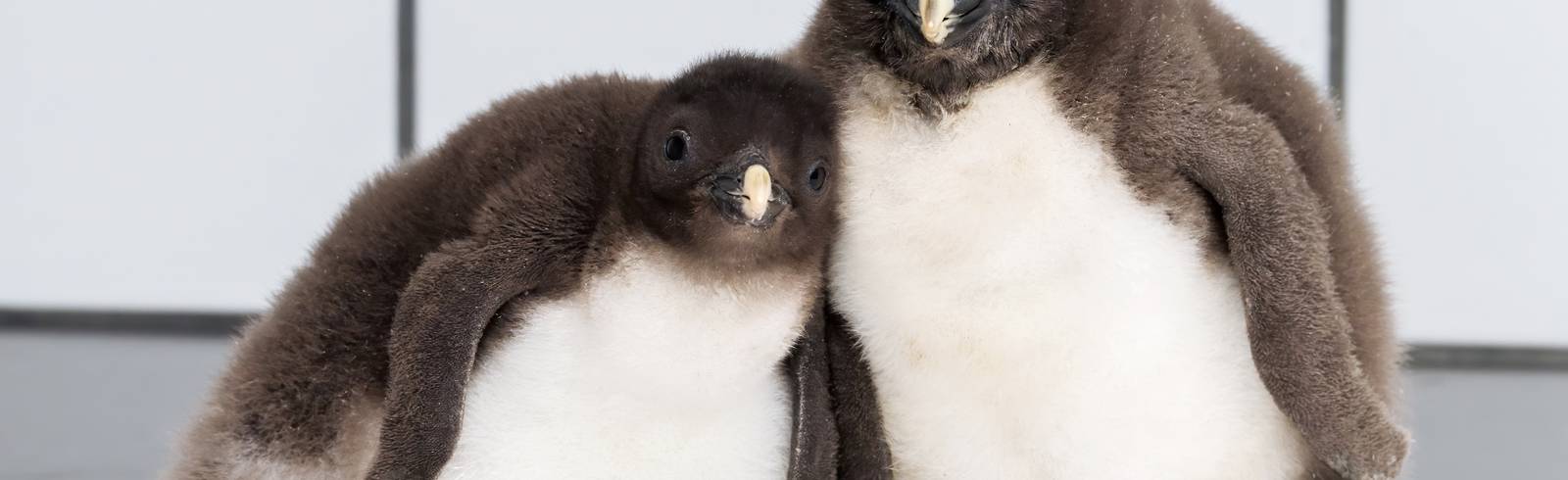 Tiergarten: Pinguin-Nachwuchs