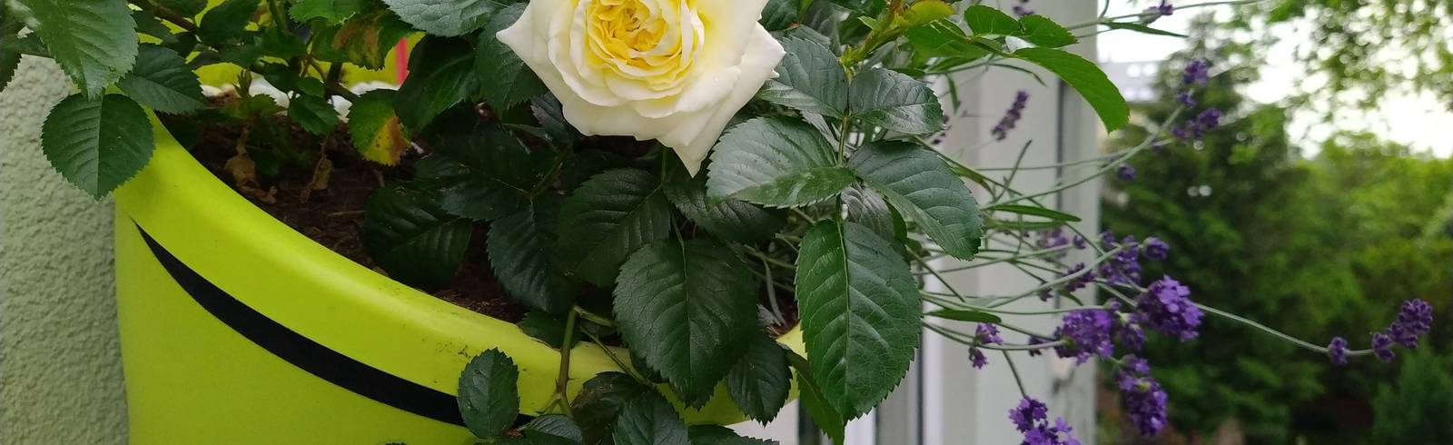 Mehr Geld für den Balkon, weniger für den Urlaub