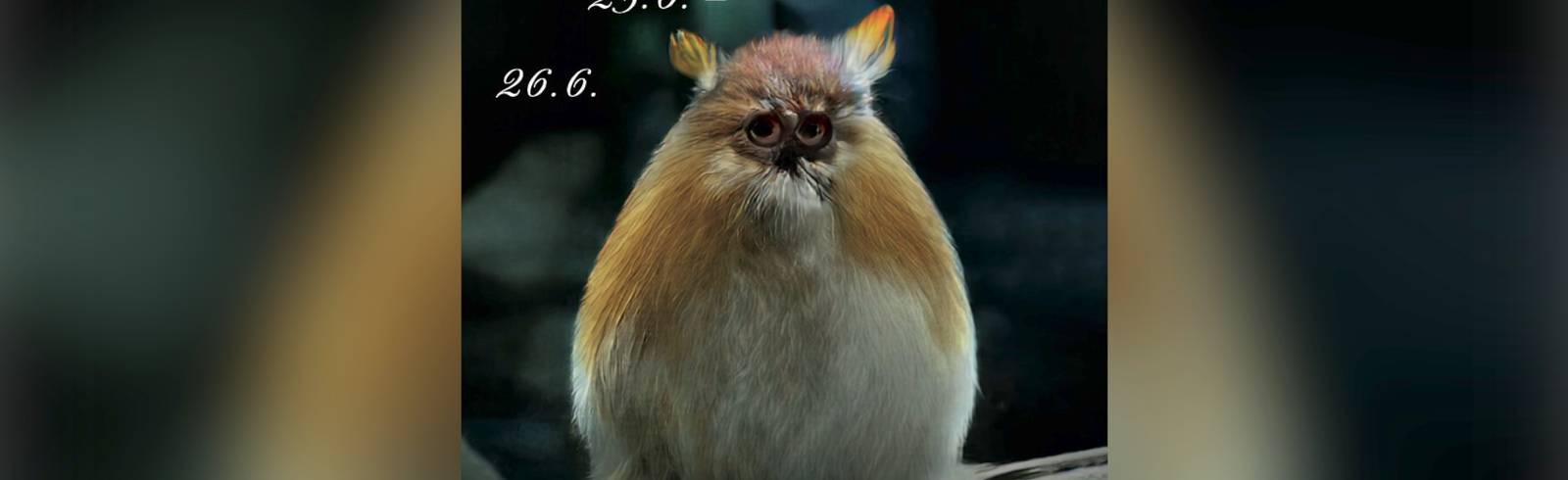 Angewandte-Festival: Litfaßsäulen, Lastwägen und Livestreams