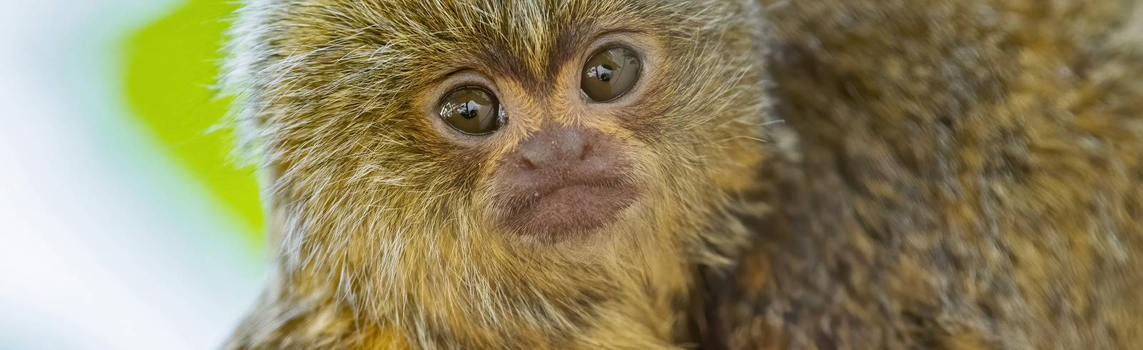 Schönbrunn: Entzückender Nachwuchs bei den kleinsten Affen der Welt