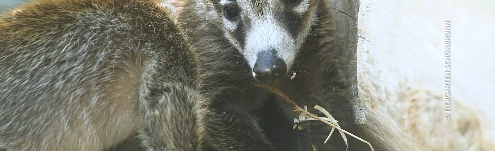 W24-Bezirksflash: Nachwuchs bei Nasenbären