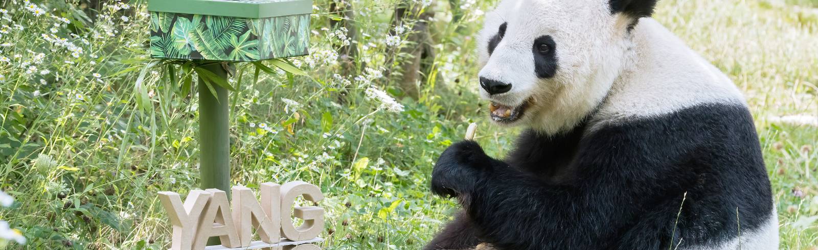 Panda-Mama Yang Yang feiert 20. Geburtstag
