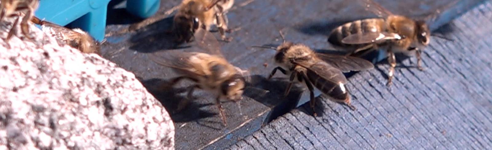 Hietzing: Honig von den Friedhofsbienen