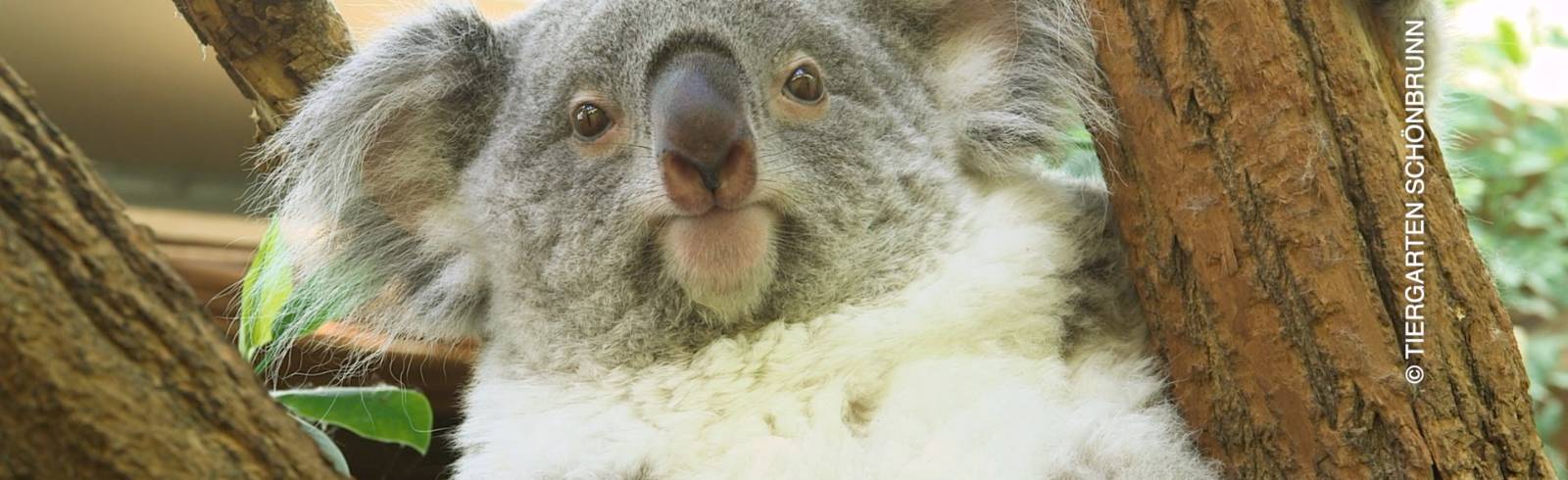 Bezirksflash: Erstes Koala-Baby in Schönbrunn