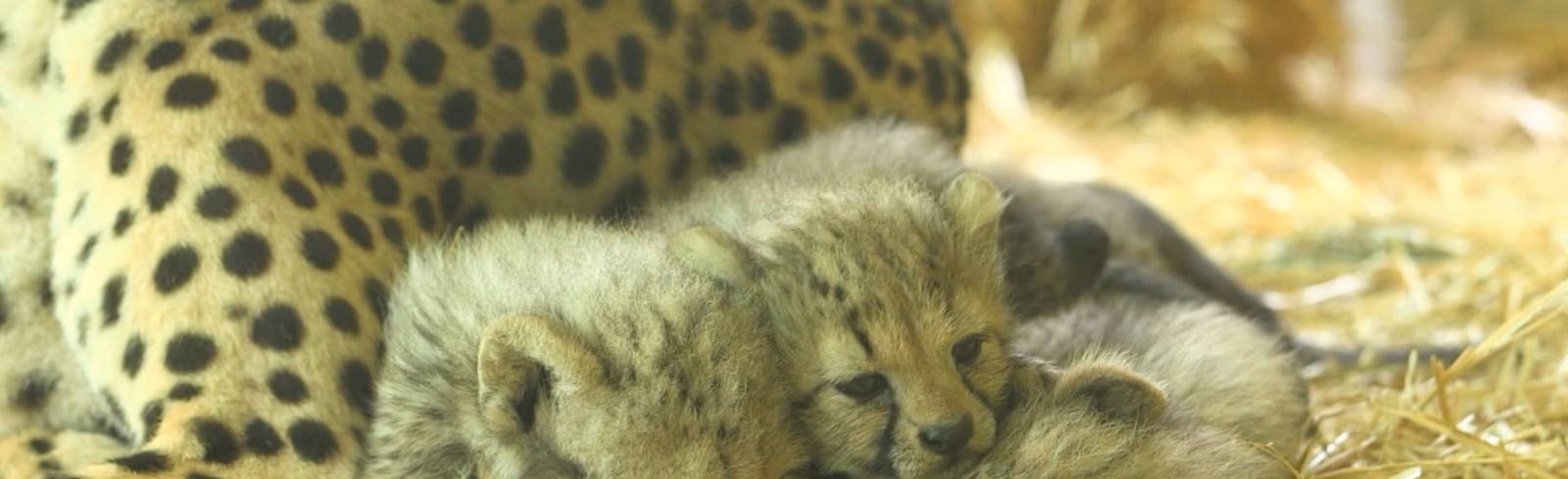 Bezirksflash: Namen für Baby-Geparden gesucht