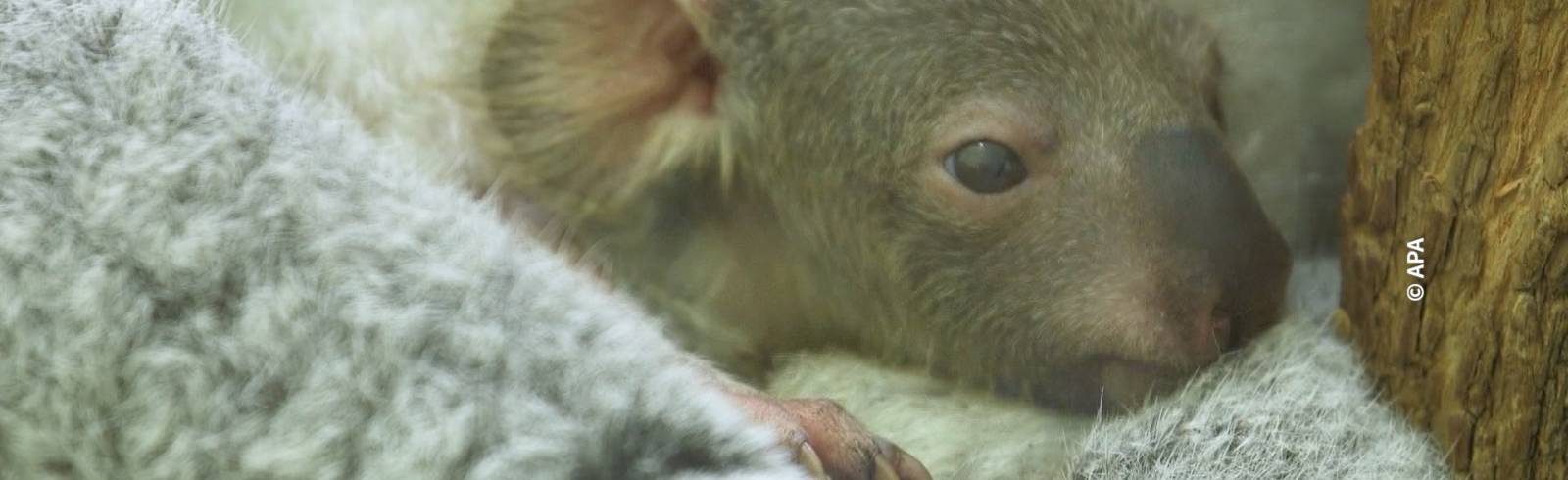 Bezirksflash: Banküberfall in Floridsdorf