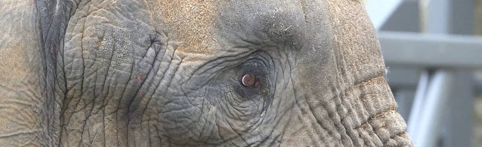 Elefantenbulle "Tembo" zieht in Schönbrunn ein