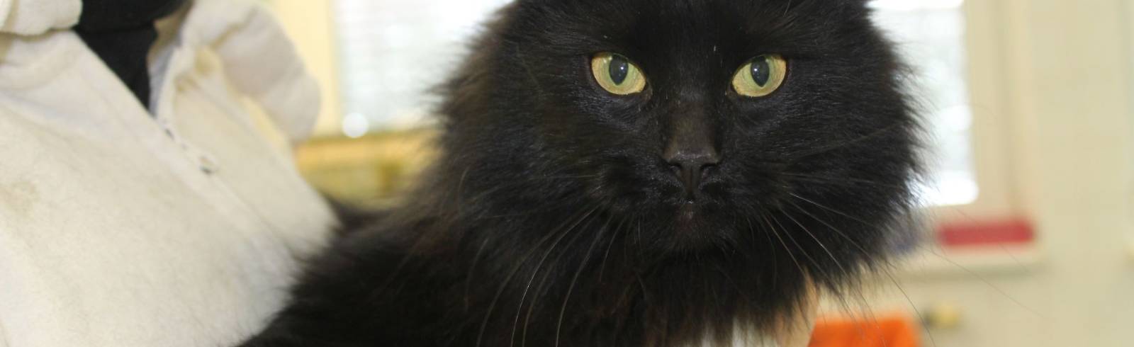 Silvester: Tierfreunde gegen Silvesterknallerei