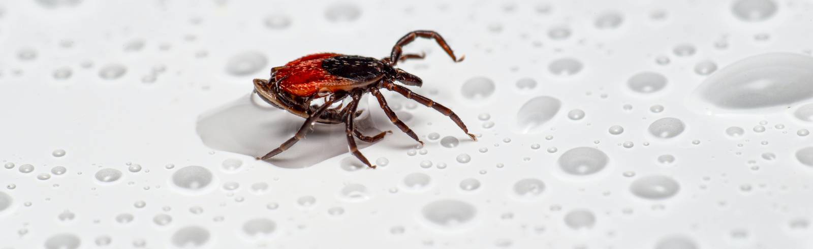 Trotz Lockdown Rekord bei FSME-Erkrankungen