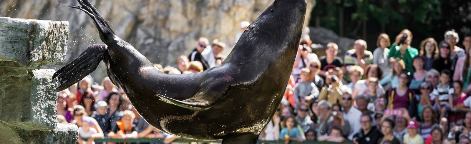 Robben-Männchen Comandante verstorben