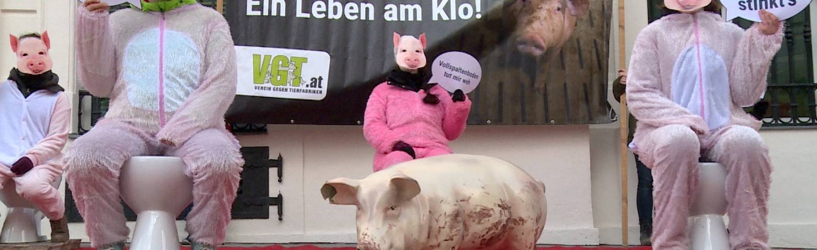 Schweinehaltung: "Ein Leben auf dem Klo"