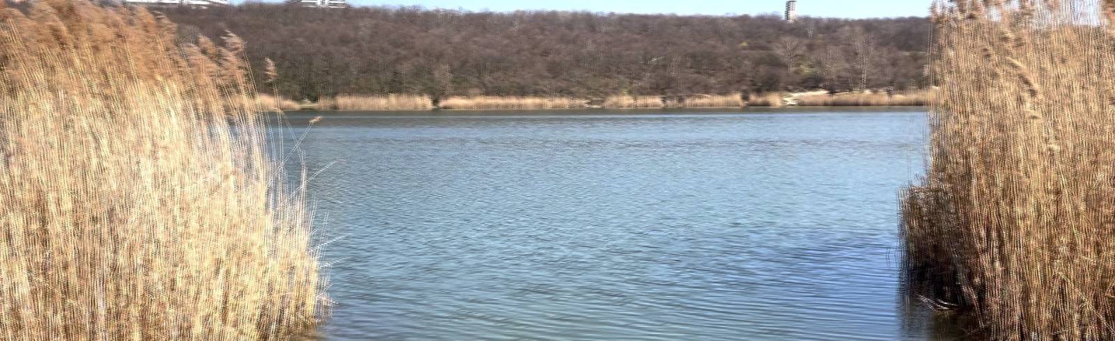 Bezirksflash: Bäume angenagt