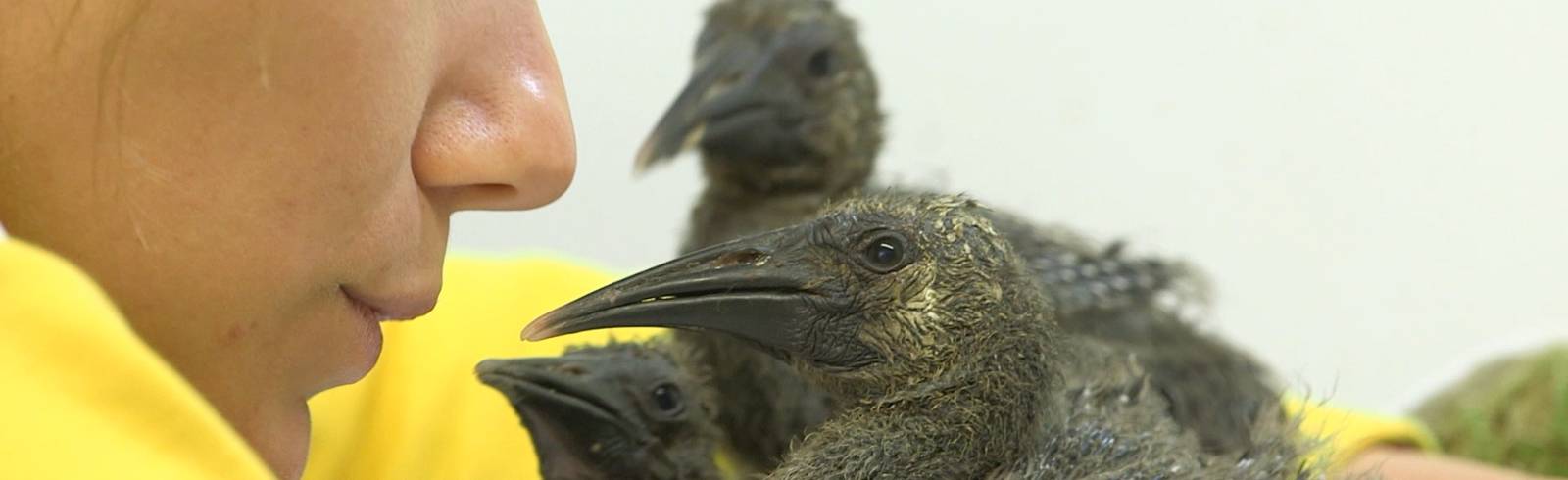 Bezirksflash: Waldrapp-Ziehmütter im Einsatz