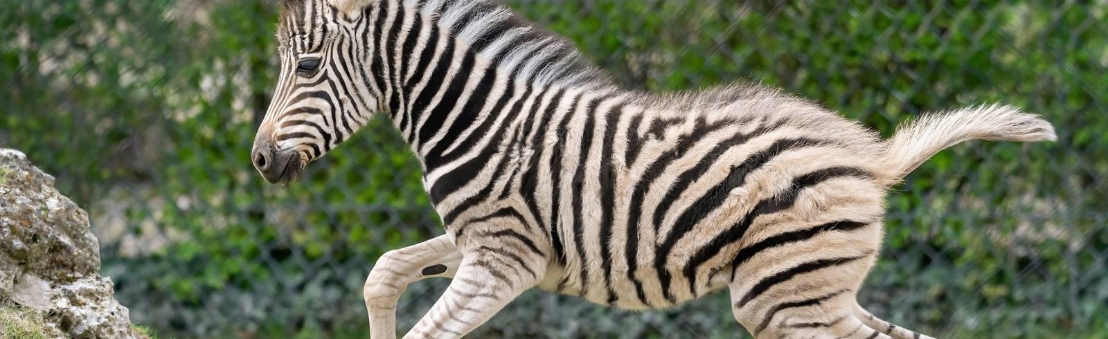Zebrafohlen Sylvia wartet auf Besucher*innen