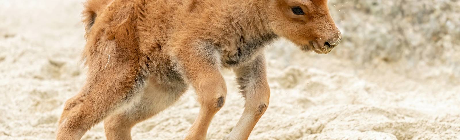 Bezirksflash: Bison-Nachwuchs im Zoo