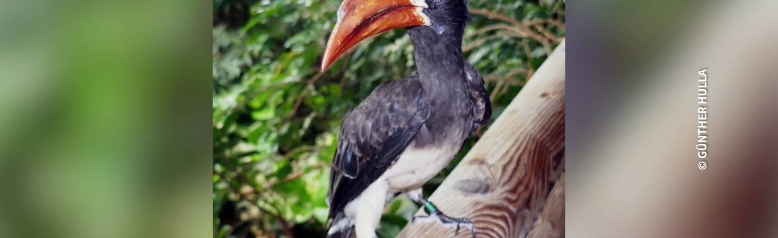 Bezirksflash: Neue Vögel für Haus des Meeres