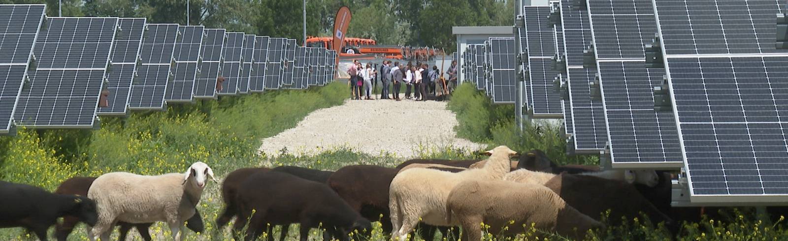 Wien Energie: Mähschafe im Sonnenkraftwerk