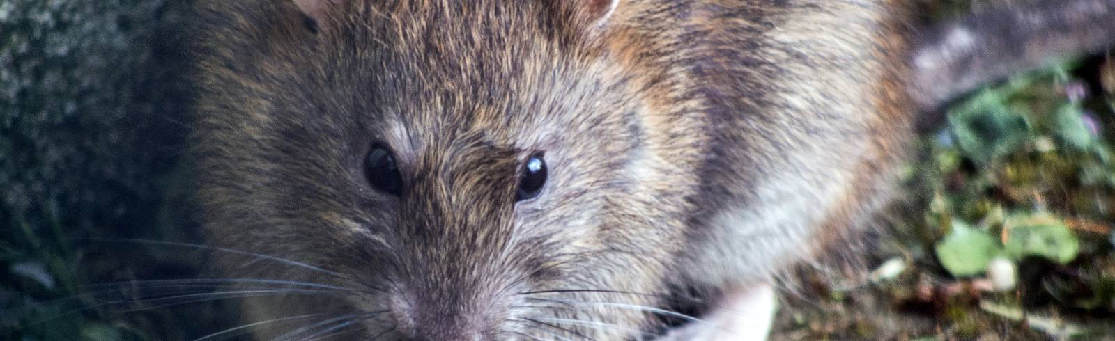 Ratten: Hygienezentrum rückt aus