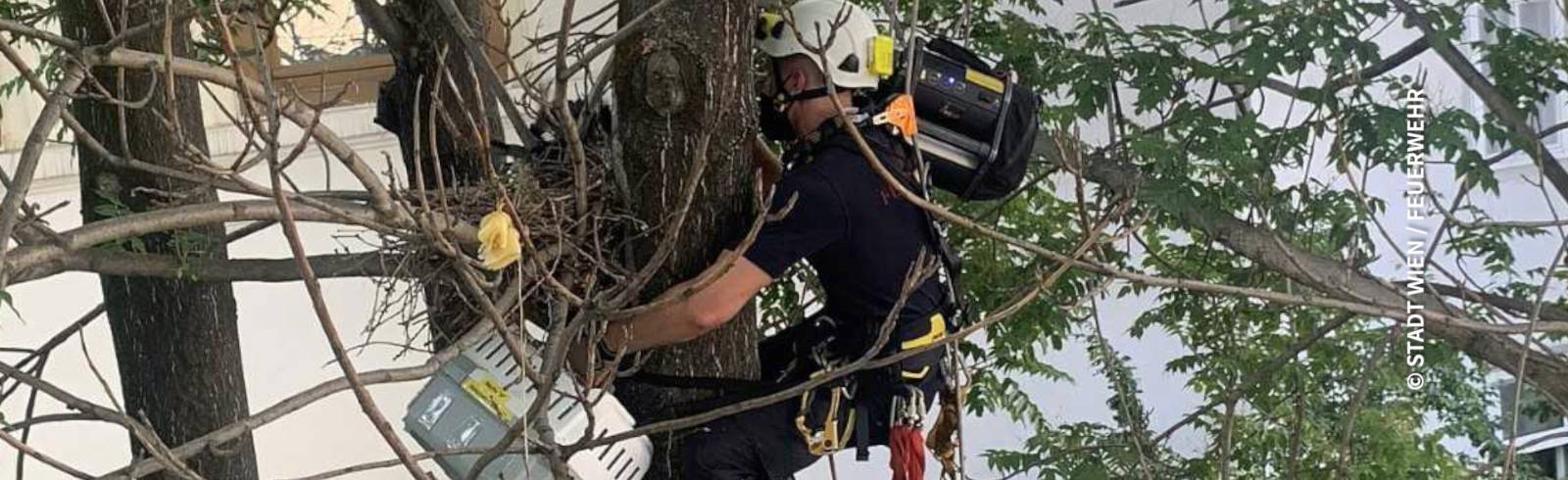 Bezirksflash: Krähenküken gerettet