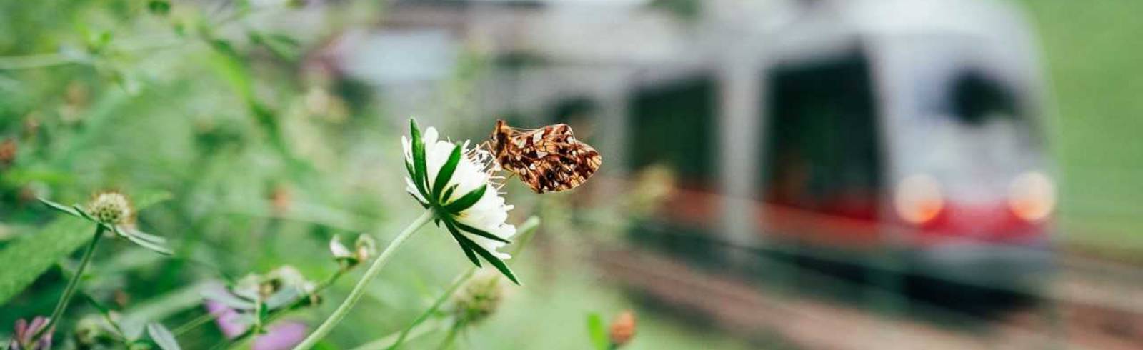 Artenvielfalt entlang von Bim und U-Bahn