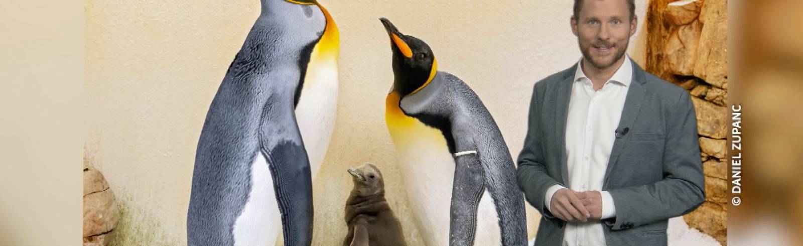 Was sagt das Pinguinküken zu den Aussichten?