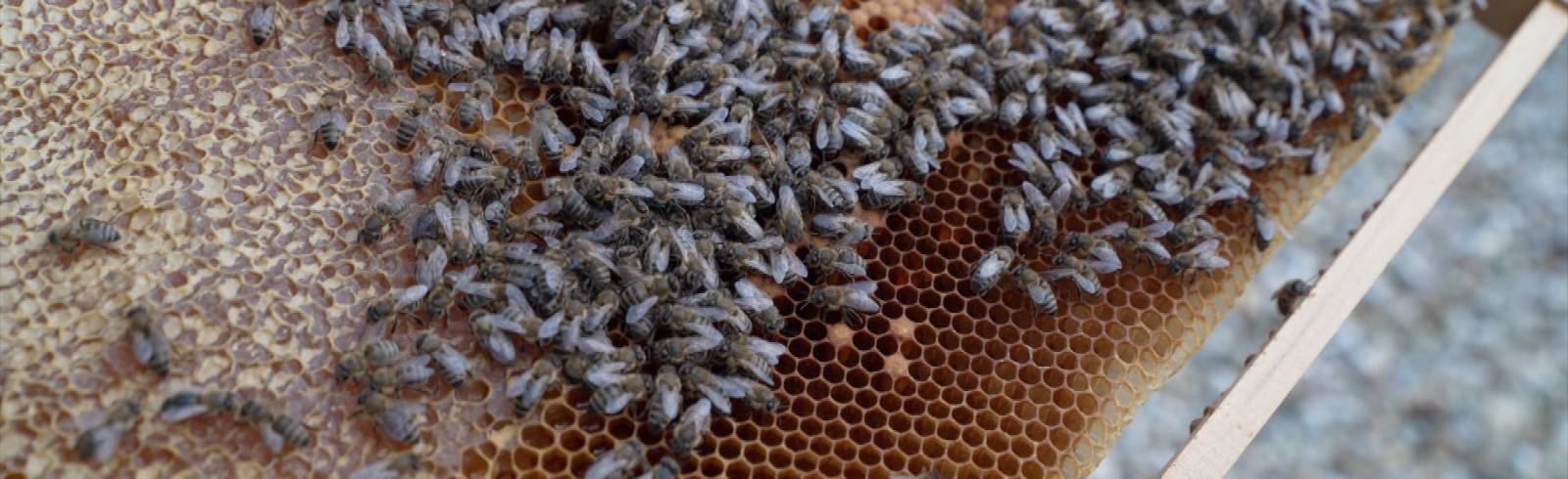 Neuer Lebensraum für 200.000 Bienen
