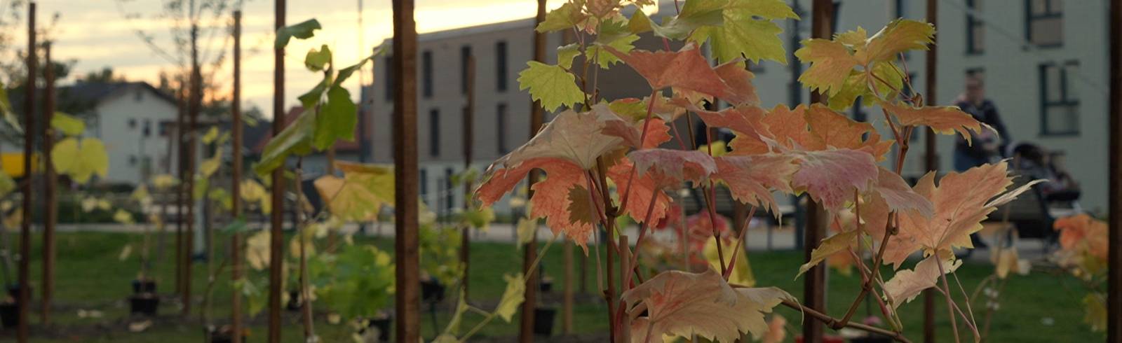 Grünraum und Erholung im Wohnareal AM PARK