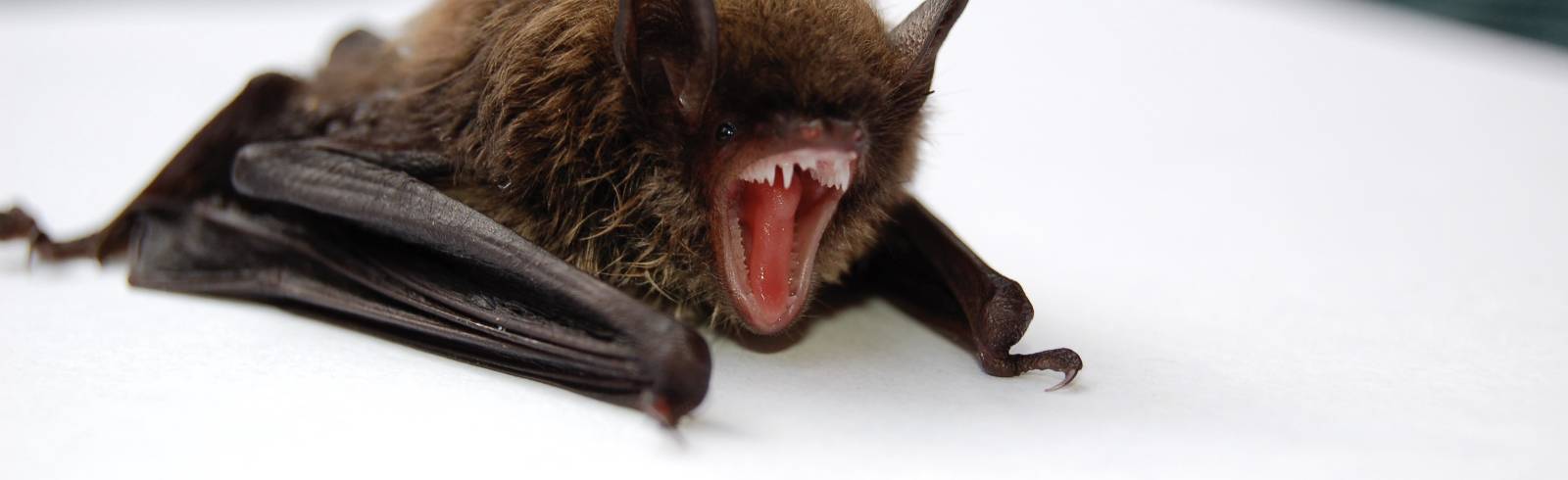 Fledermäuse in Wien: bitte nicht stören!
