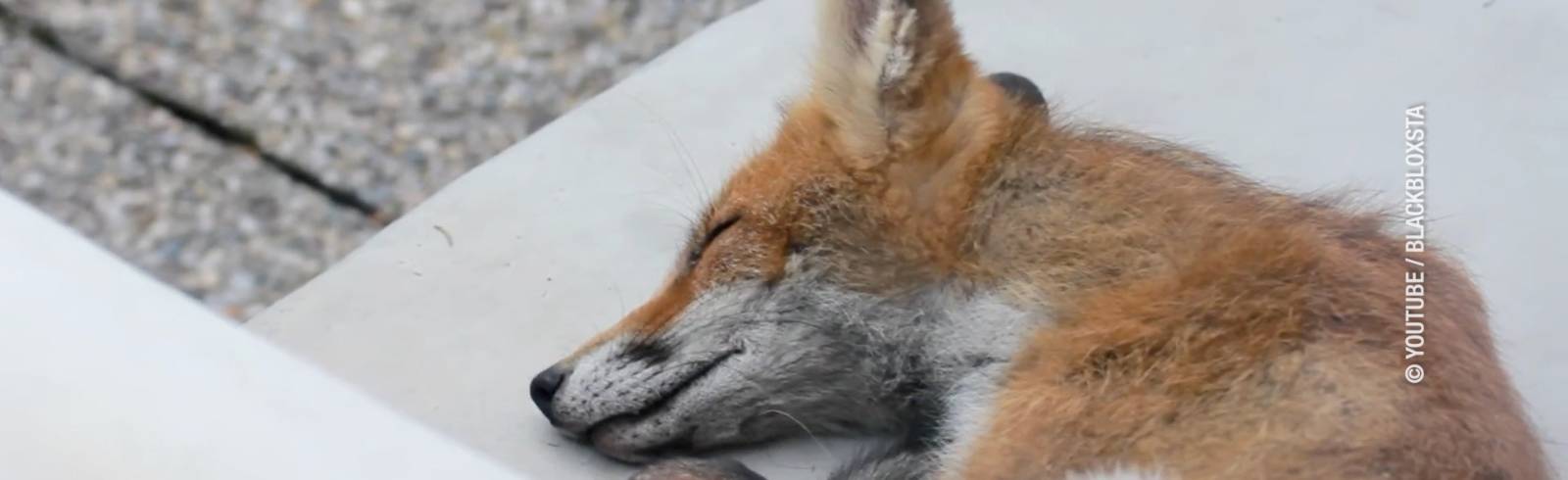 Füchse in Wien: Braucht es mehr Schutz?