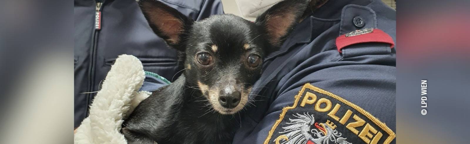 Bezirksflash: Hundedame in Penzing ausgesetzt