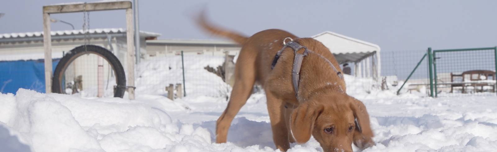 Feuerwerk: Für Hunde Angst und Schrecken