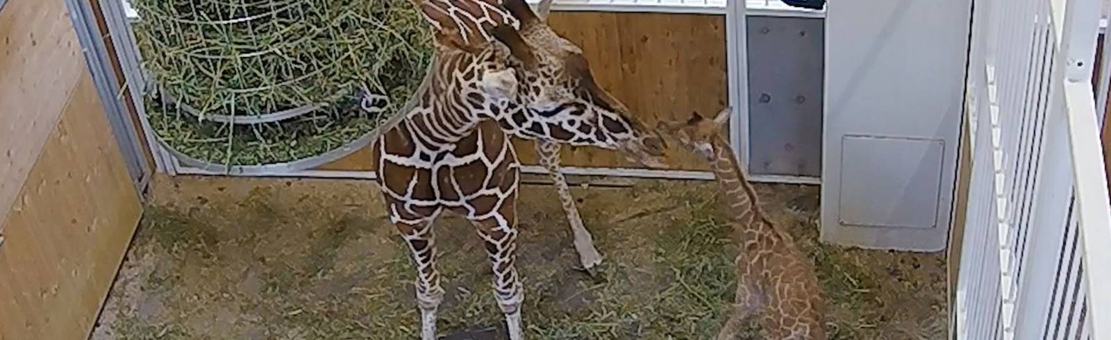 Giraffenmutter nimmt Baby nur zögerlich an
