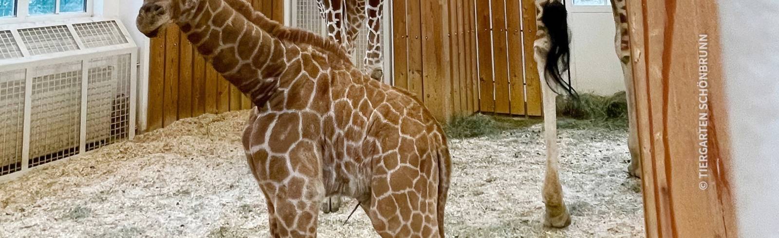 Giraffen-Mädchen "noch nicht ganz stabil"