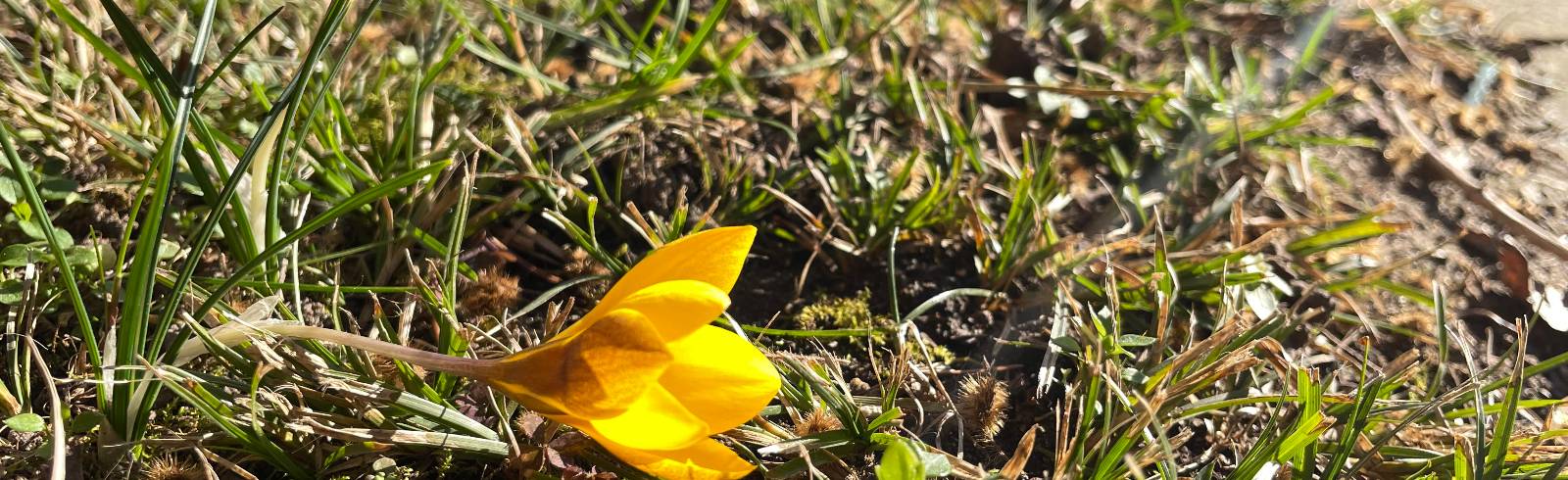 Erste Frühlingsboten treiben aus