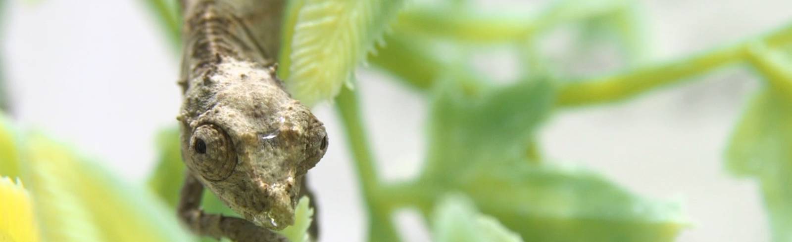 Nachwuchs bei den "Schmuggel"-Chamäleons