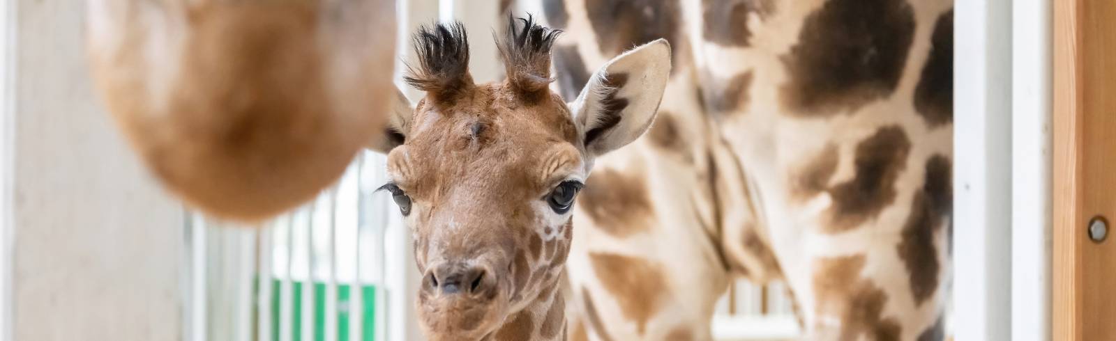 Starker Name für Giraffen-Jungtier