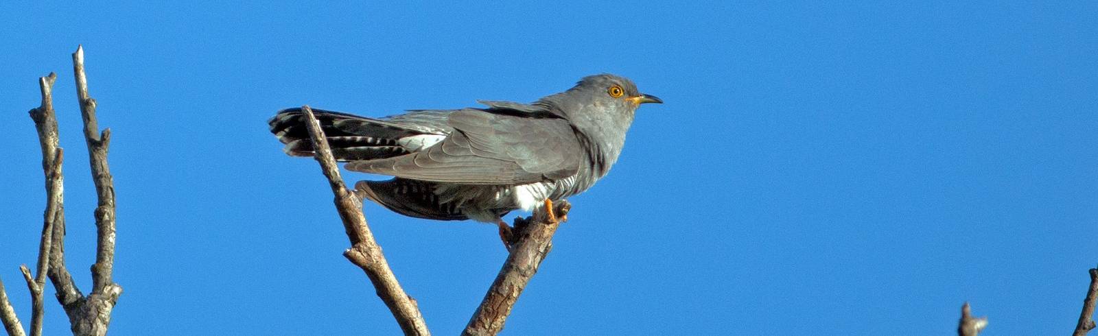 Der Kuckuck ist wieder da!