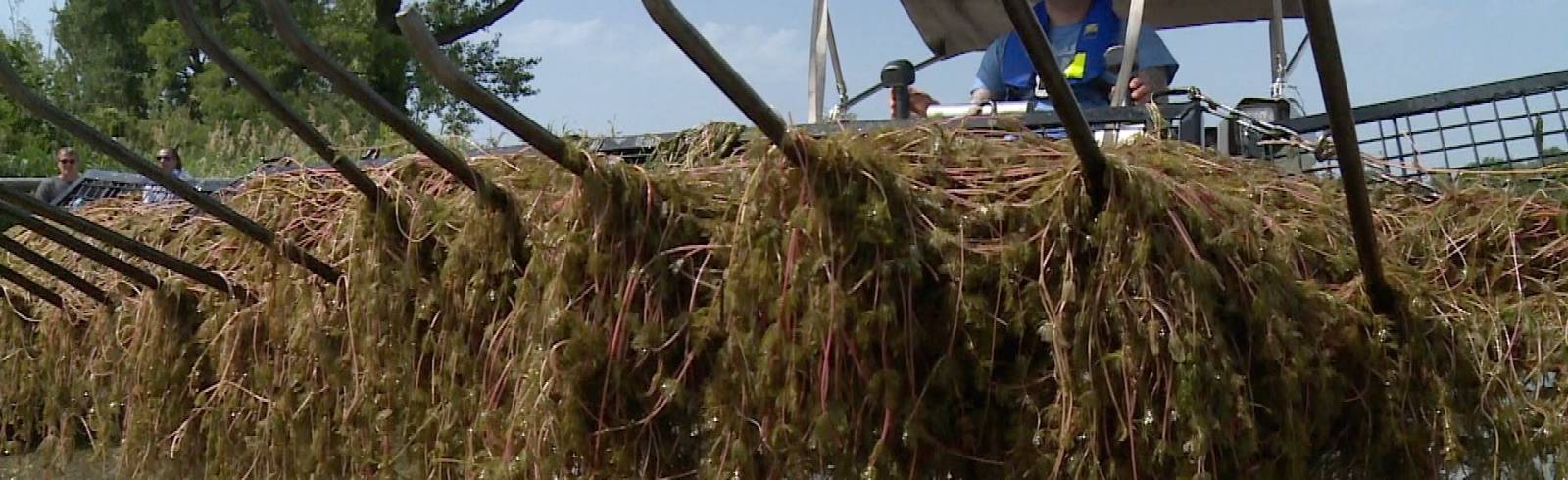 Alte Donau: Mähboote wieder im Einsatz