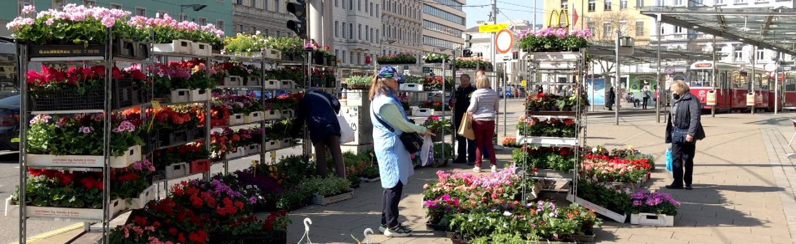 Blumenmärkte: Wien blüht auf